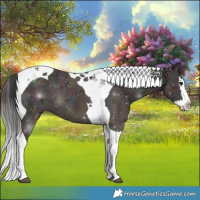 Horse Color:Plaid  Midnight Bay Ice Dun Splash Tobiano 