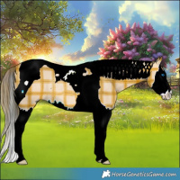 Horse Color:Plaid  Bay Dun Splash Tobiano Rabicano 
