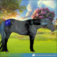 Horse Color:ERROR: UNKNOWN ANOMALY