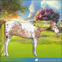 Horse Color:Painted Chocolate Bay Ice Dun Splash Tobiano 