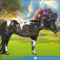 Horse Color:Midnight Buckskin Ice Onyx Tobiano 