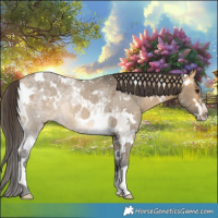 Horse Color:White Spotted Buckskin Ice Dun Tobiano