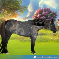 Horse Color:Void White Spotted Midnight Buckskin Onyx Splash Tobiano 