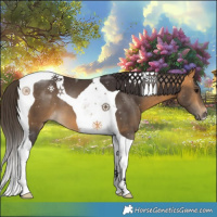 Horse Color:Buckskin Tobiano 