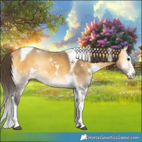 Horse Color:White Spotted Buckskin Onyx Splash Tobiano 