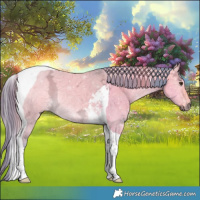 Horse Color:Watercolor Buckskin Ice Dun Tobiano 