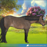 Horse Color:Bay Dun 