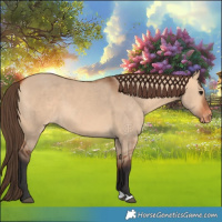 Horse Color:Bay Dun Appaloosa