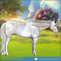 Horse Color:Platinum Chestnut Ice Splash Tobiano Rabicano 