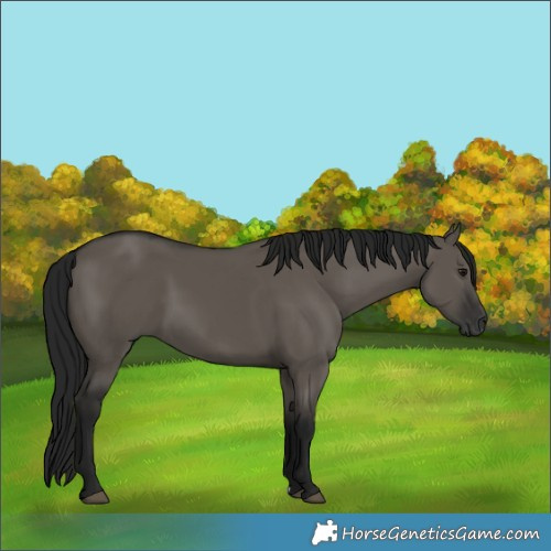 Horse Color:Gray Grullo