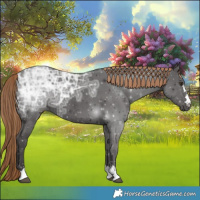 Horse Color:Liver Chestnut Ice Rabicano 