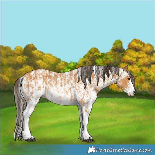 Horse Color:Buckskin Sabino Rabicano  and Buckskin Sabino Rabicano 