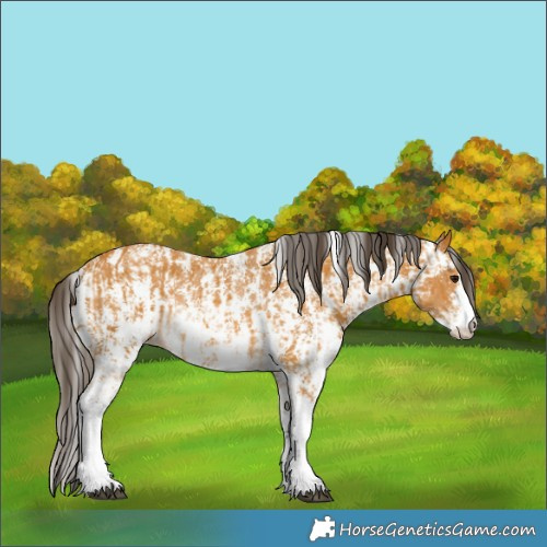 Horse Color:Buckskin Sabino Rabicano  and Buckskin Sabino Rabicano 