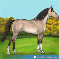 Horse Color:Bay Dun 
