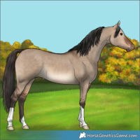 Horse Color:Bay Dun 