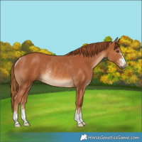 Horse Color:Chestnut Rabicano 