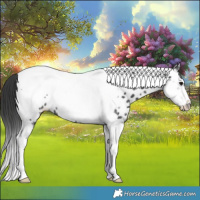 Horse Color:Black Tobiano Frame Appaloosa 