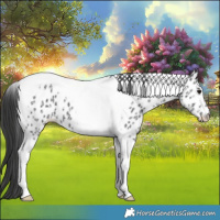 Horse Color:Black Ice Tobiano Leopard 