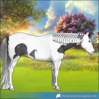 Horse Color:White Spotted Black Splash Tobiano Rabicano 