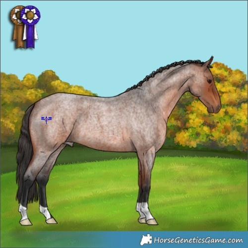 Horse Color:Bay Roan 