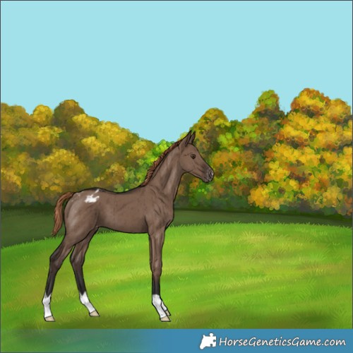 Horse Color:Liver Red Dun Varnish Brindle 