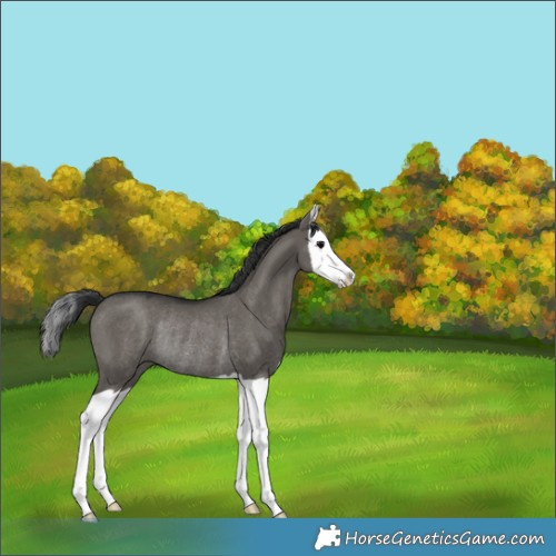 Horse Color:Grullo Splash Rabicano 