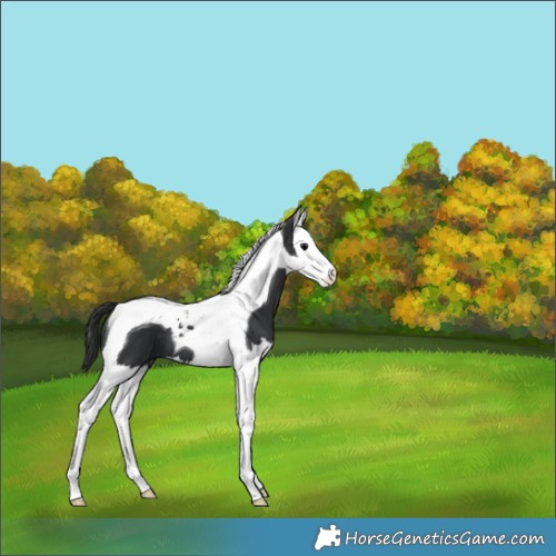 Horse Color:Black Splash Tobiano 