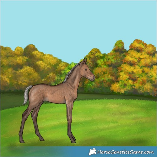 Horse Color:Silver Brown Dun Rabicano 
