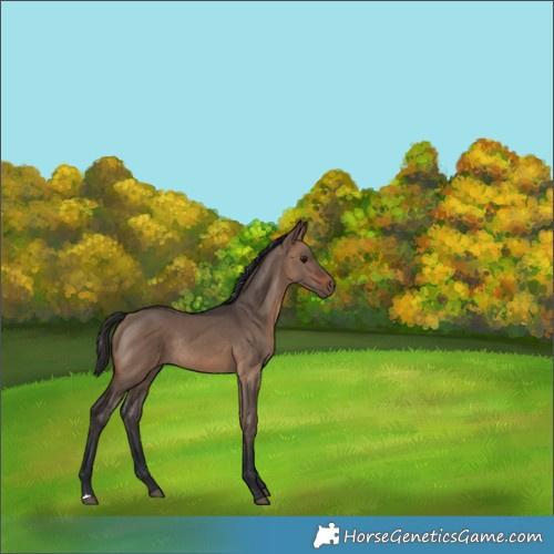 Horse Color:Brown Dun Rabicano 