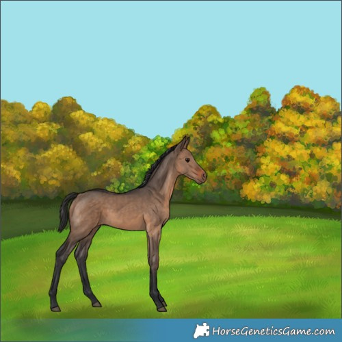 Horse Color:Unknown 