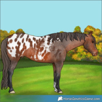 Horse Color:Bay Appaloosa 
