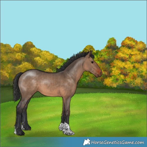 Horse Color:Brown Dun Tobiano 