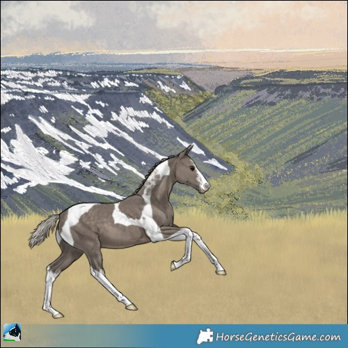 Horse Color:White Spotted Silver Black Tobiano 