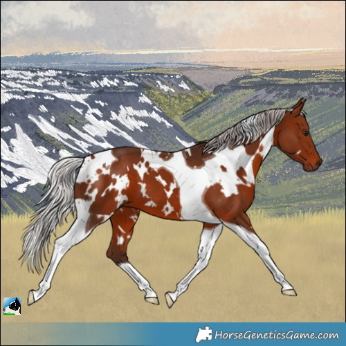 Horse Color:White Spotted Silver Bay Tobiano