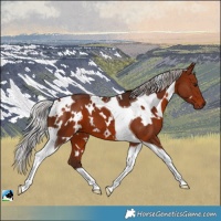Horse Color:White Spotted Silver Bay Tobiano 