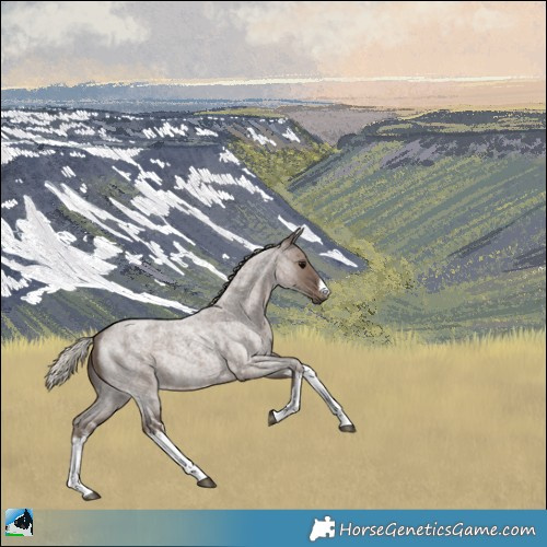 Horse Color:White Spotted Silver Blue Roan Rabicano 