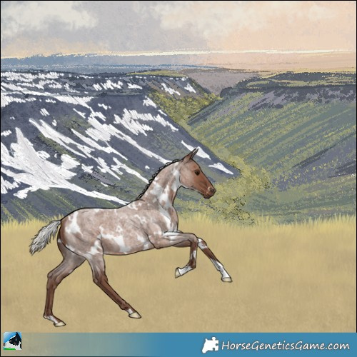 Horse Color:White Spotted Silver Blue Roan Rabicano 