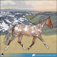 Horse Color:White Spotted Silver Brown Roan 