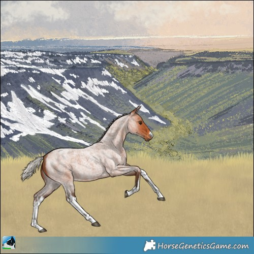 Horse Color:White Spotted Silver Bay Roan Rabicano 