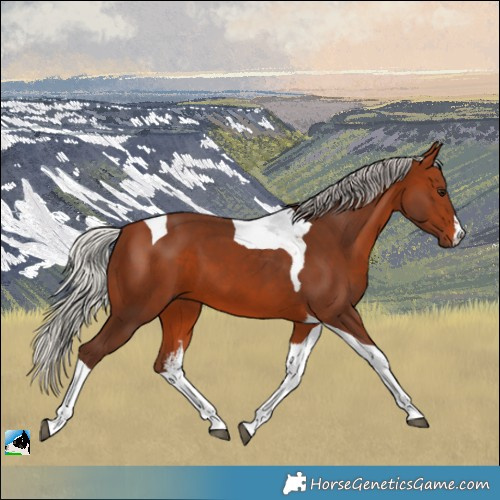 Horse Color:White Spotted Silver Brown Tobiano 