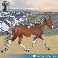 Horse Color:White Spotted Silver Bay Tobiano 