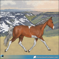 Horse Color:White Spotted Silver Bay Tobiano 