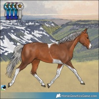 Horse Color:White Spotted Silver Bay Tobiano