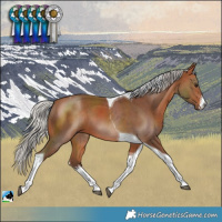 Horse Color:White Spotted Silver Bay Tobiano