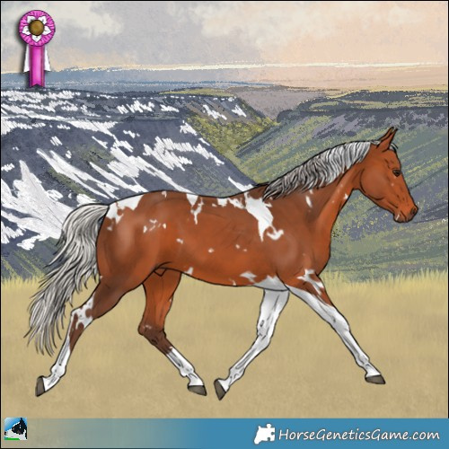 Horse Color:White Spotted Silver Bay Tobiano 