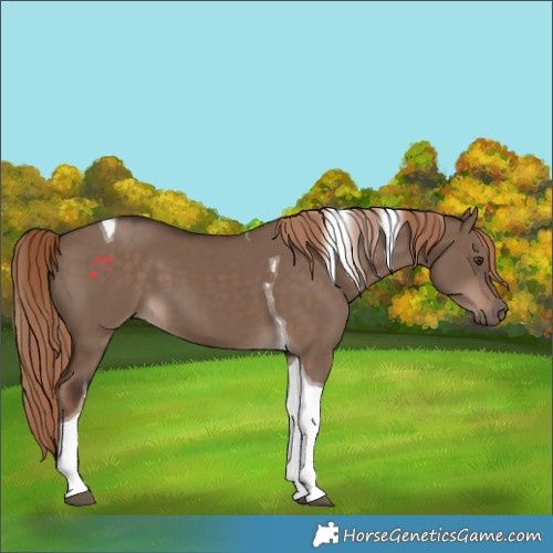 Horse Color:Liver Red Dun Tobiano 