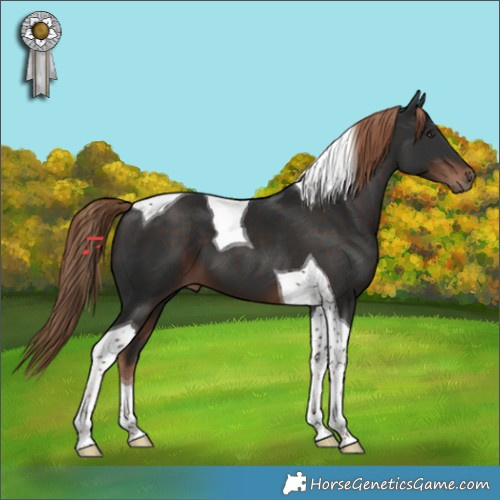 Horse Color:Liver Chestnut Tobiano 