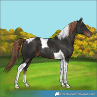 Horse Color:Liver Chestnut Tobiano 