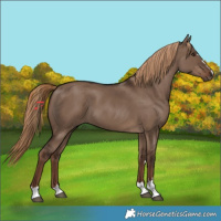Horse Color:Liver Red Dun 