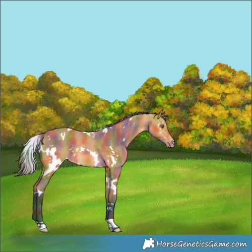Horse Color:Nacre White Spotted Buckskin Varnish